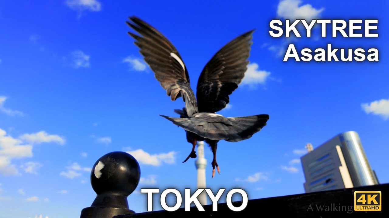 TOKYO SKYTREE, Asakusa walking tour at Tokyo, JAPAN, 2026.