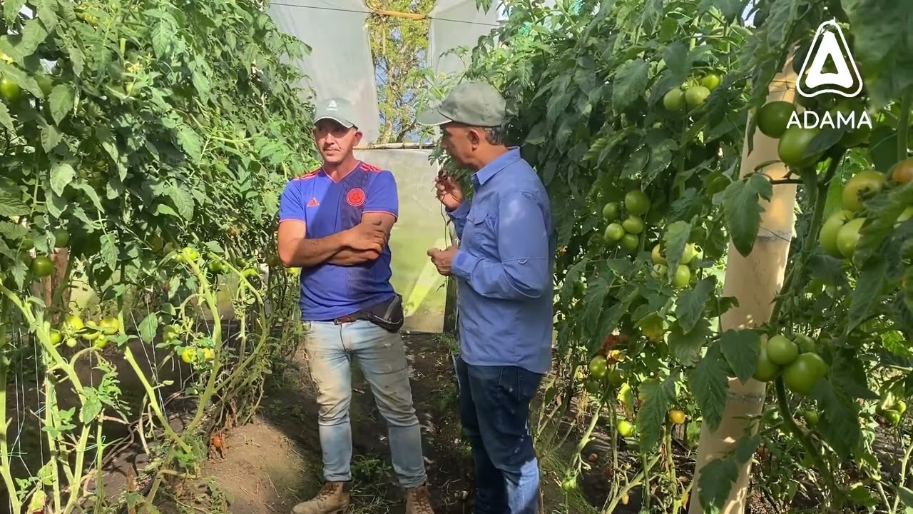 Soluciones para plagas y enfermedades en el cultivo de tomate - Testimonial