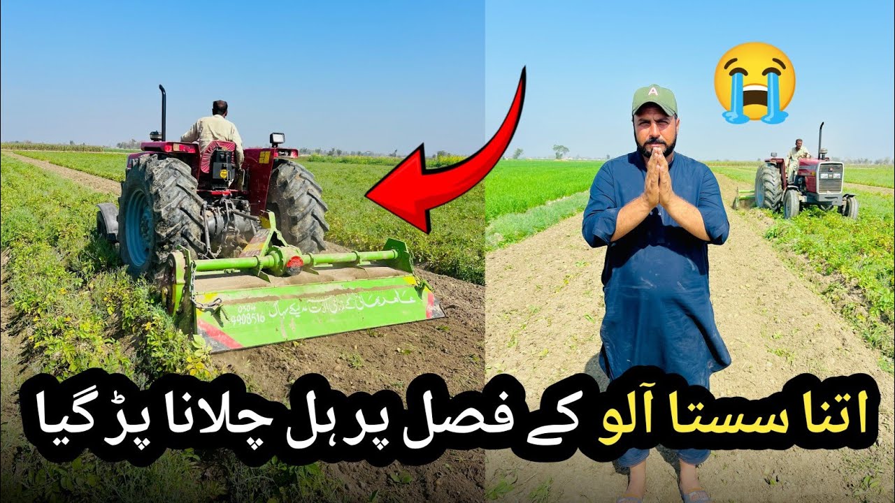 Lakhon Ki Fasal Tabah ! Kisan Ne Kahri Aloo Ki Fasal Par Hal Chala Diye 😥