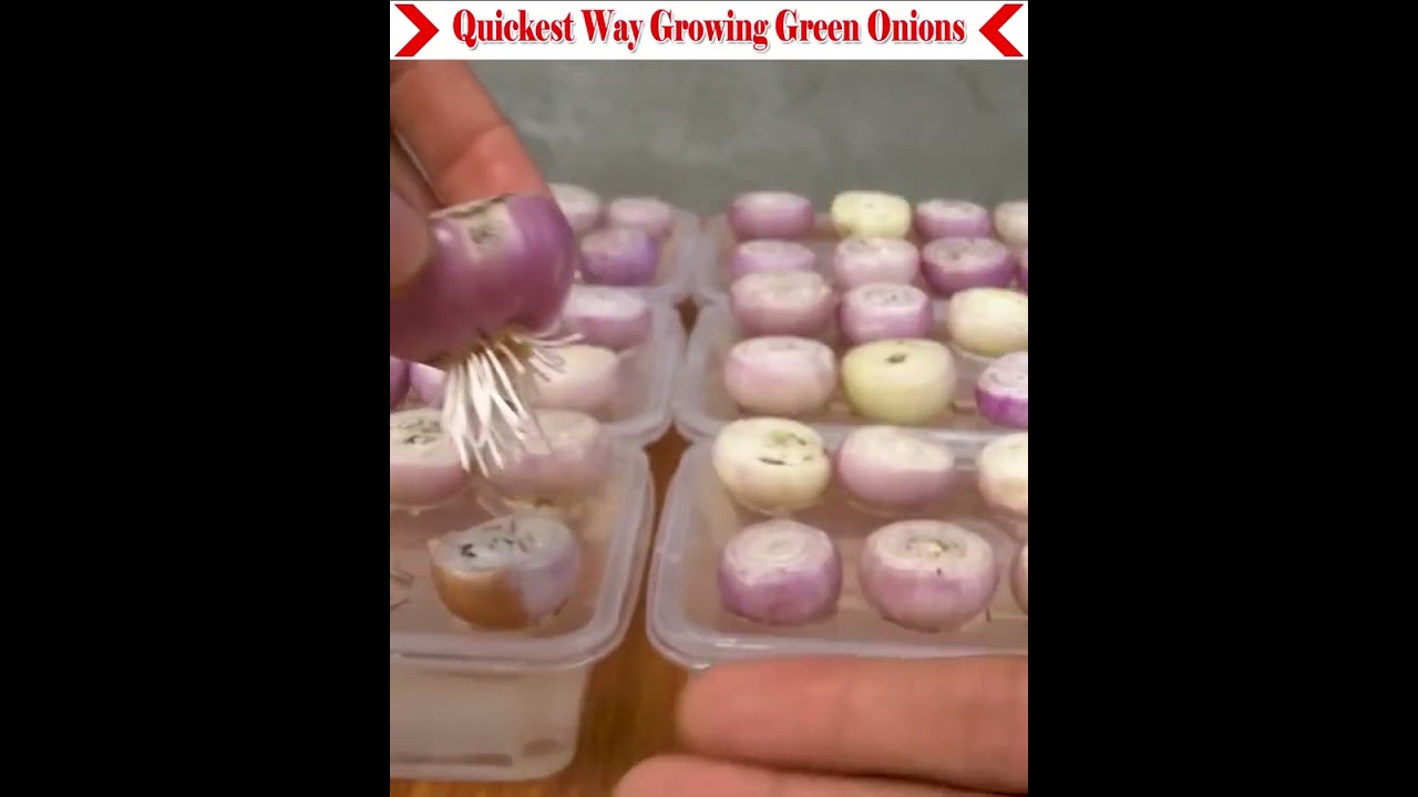 The fastest way to grow green onions. #gardening #vegetablefarming #farming #viralvideo 