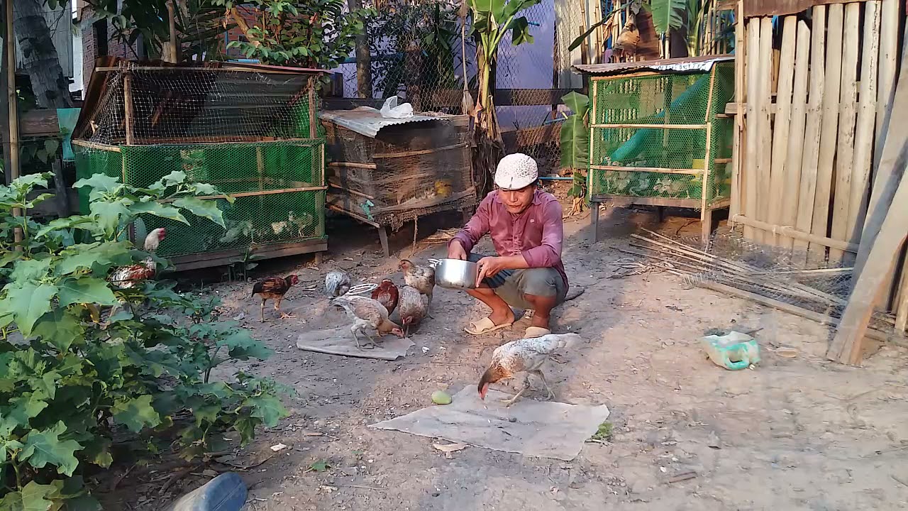 Easy way to raise chickens in rural areas || Rural Life of Cambodia