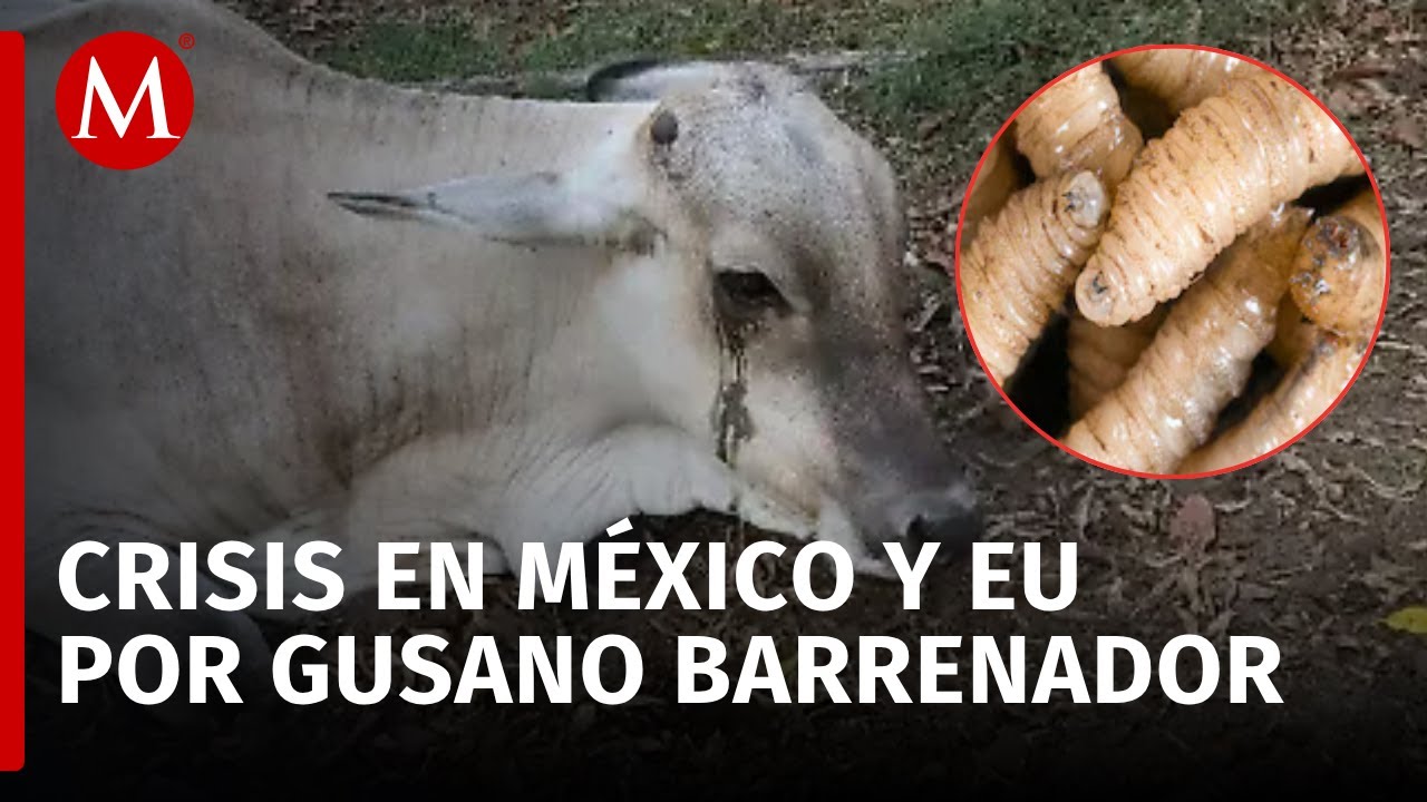 México lanza dura crítica a EU por el Gusano Barrenador y sus efectos en el ganado
