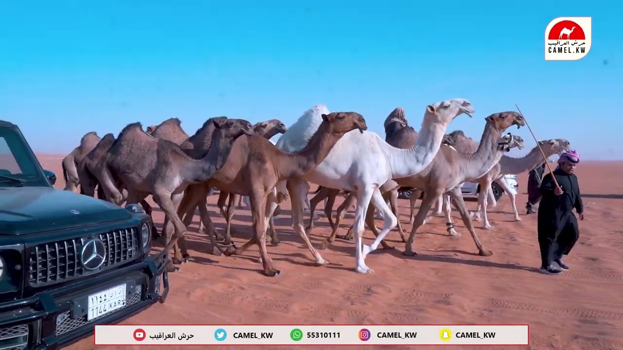 مسيرة : عبدالله بن مطلق بن عويفي