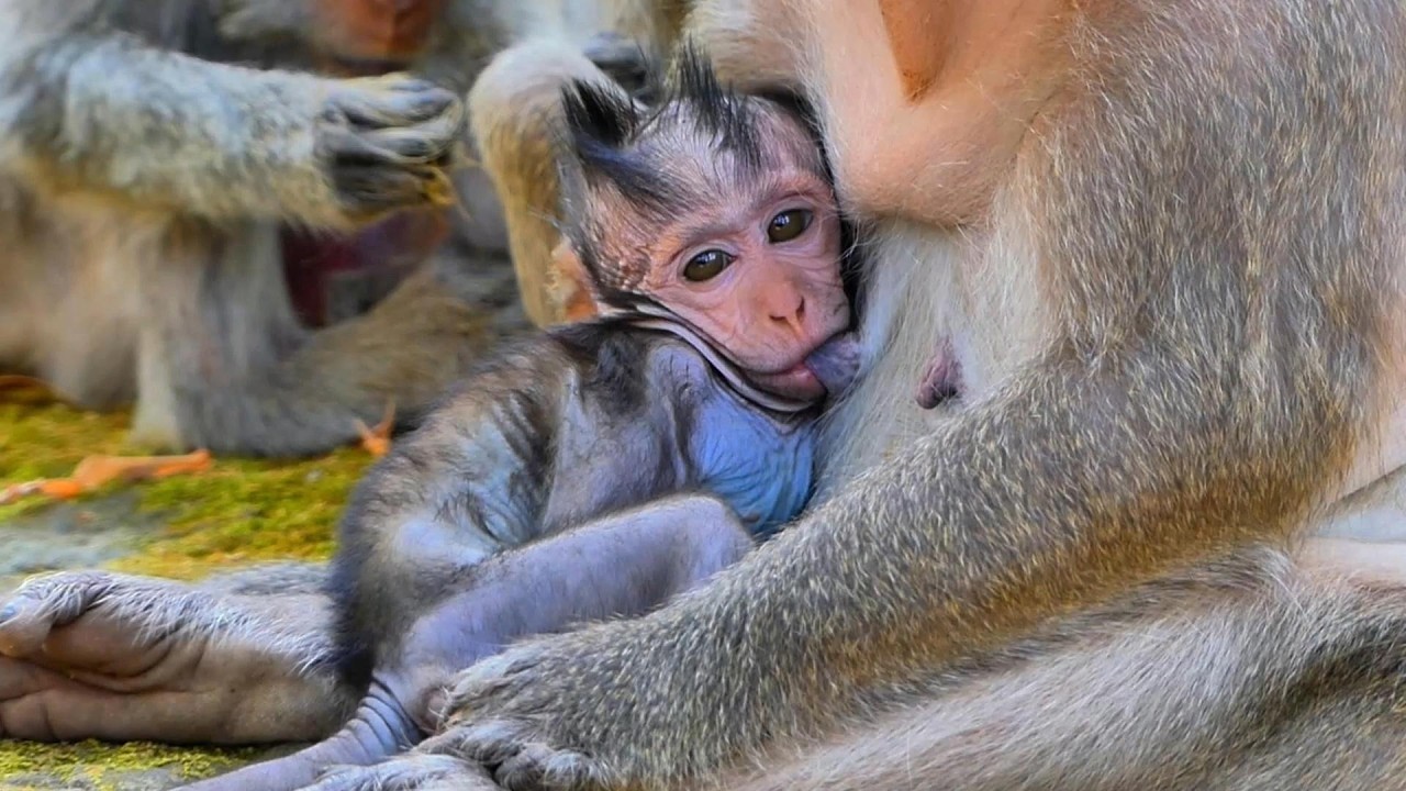 Milk Lover 💕 Baby Jagger Can’t Get Enough, | AmberTroop