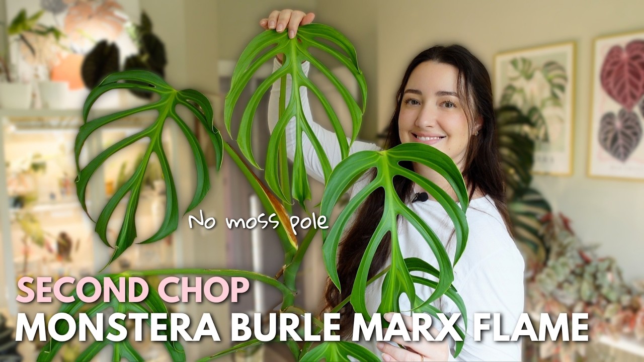 I Chopped My Monstera Burle Marx Flame...Again 🌱