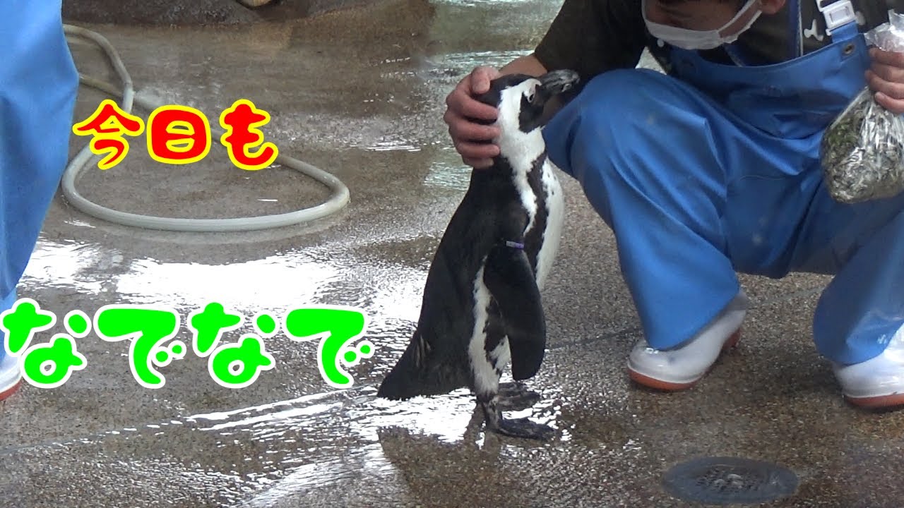 飼育員さんを見つけたぺんぎんのしんまち君(African penguin)【京都水族館】