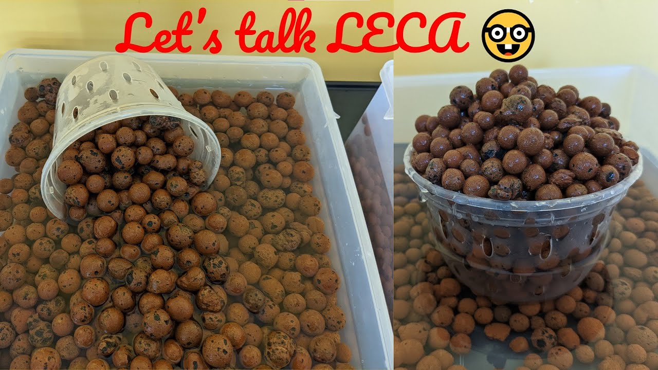 Orchid chat: Why leca works for orchids? 🤔