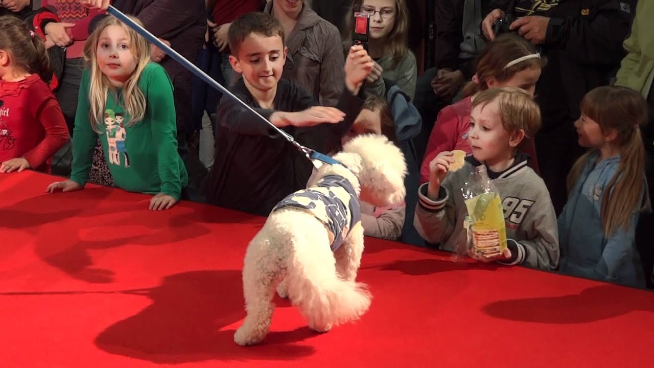 Dog Fashion Show by Premium Pet
