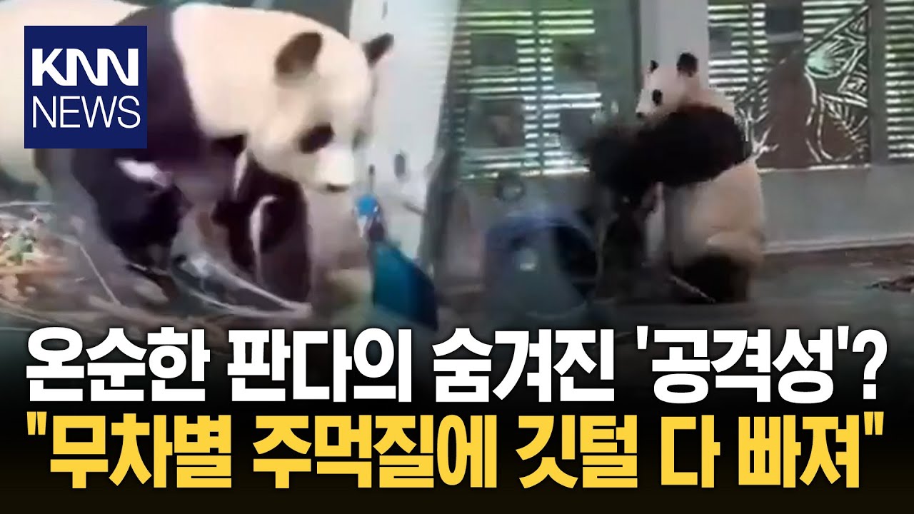 판다와 공작새 피 튀기는 싸움 '쿵푸팬더' 실사판에 모두가 '긴장' / KNN