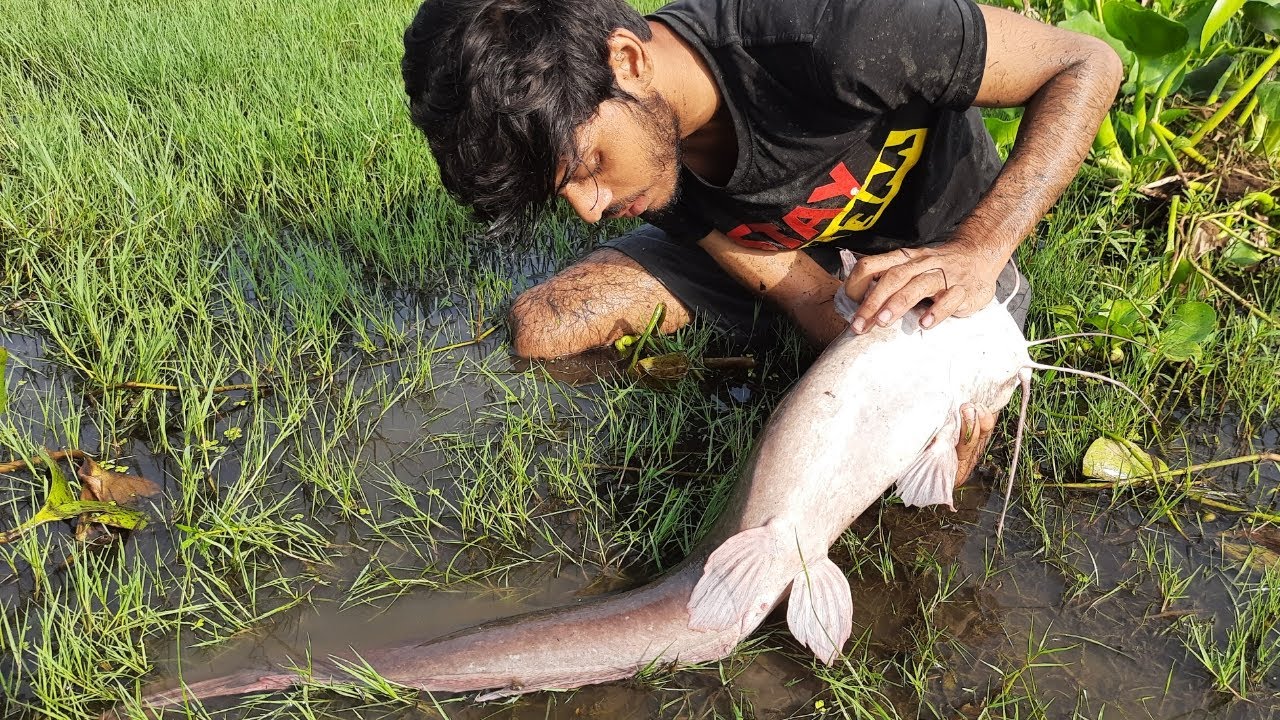 Amazing Boy Catching Fish By Hand In Mud Water . Fishing Video.