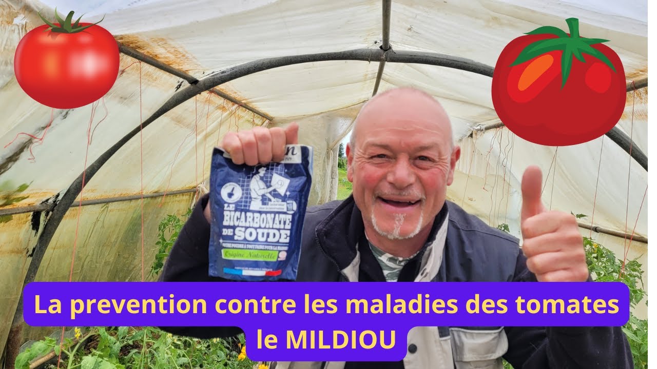 Quoi faire quand vos pieds de tomates sont malades ?