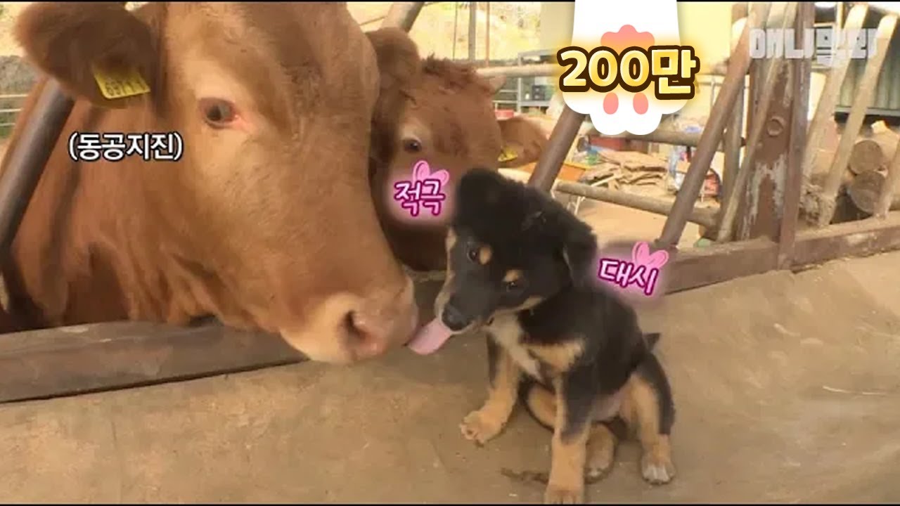 대국민 공개 소.개.팅 시작할게요 l Dog Raising A Cow?!