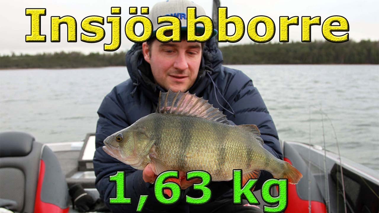 STOR insjöabborre - 1,63 kg!