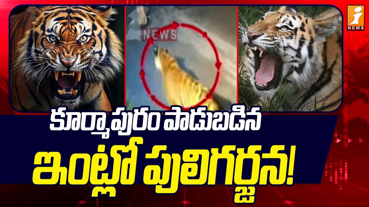 కూర్మాపురం పాడుబడిన ఇంట్లో పులిగర్జన! | East Godavari, Kurmapuram Tiger Roar | iNews