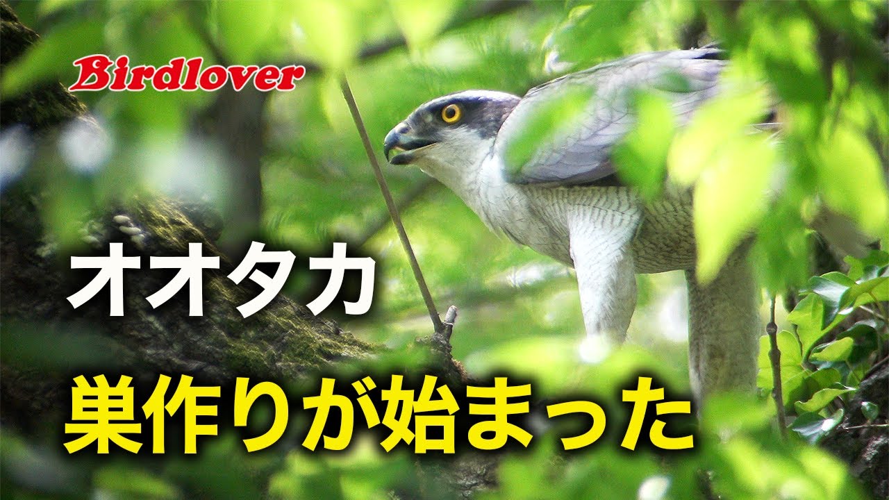 巣作りが始まったオオタカ / Northern Goshawk