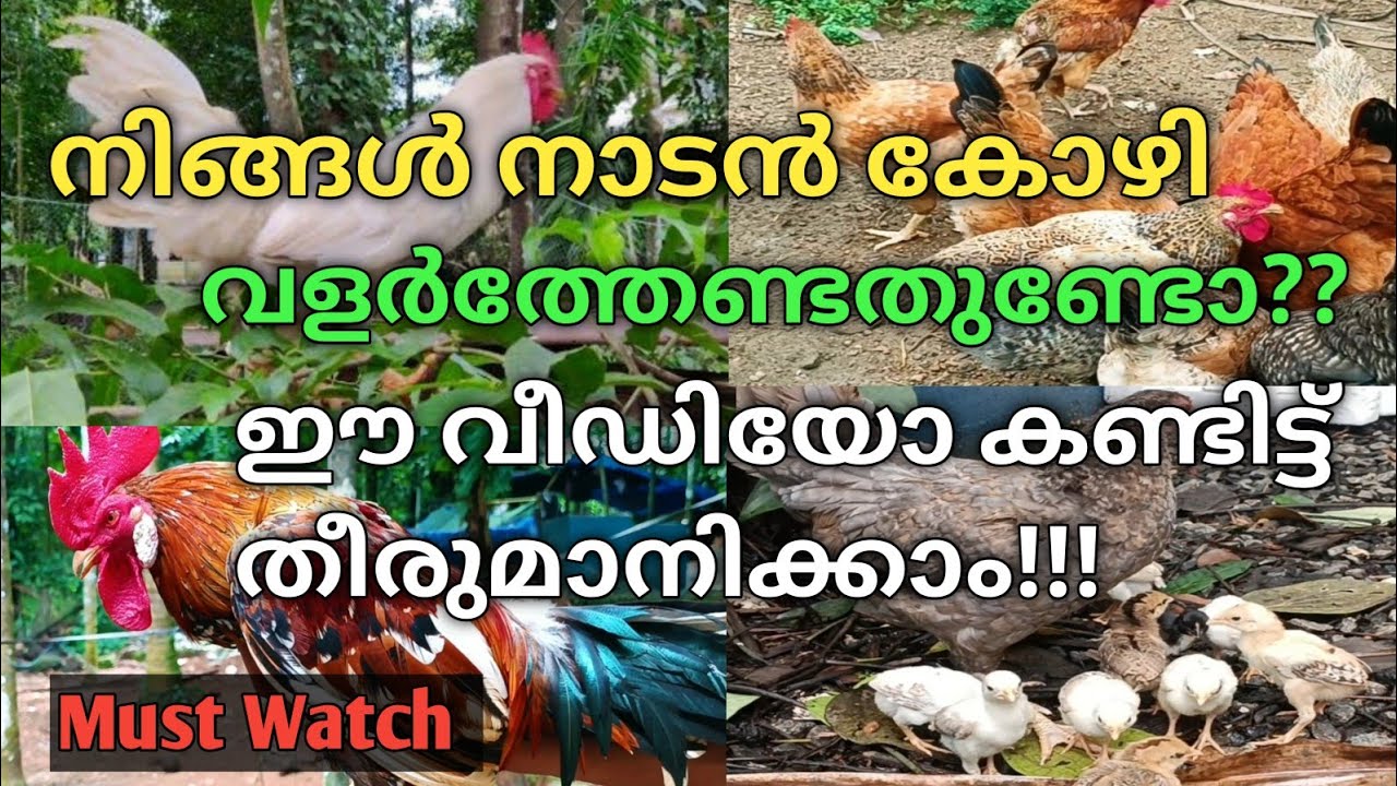 Kozhi Valarthal ലാഭം ഇല്ലാത്ത നാടൻ കോഴി ആളുകൾ എന്തുകൊണ്ട് വളർത്തുന്നു? Purpose vs Breed #farming