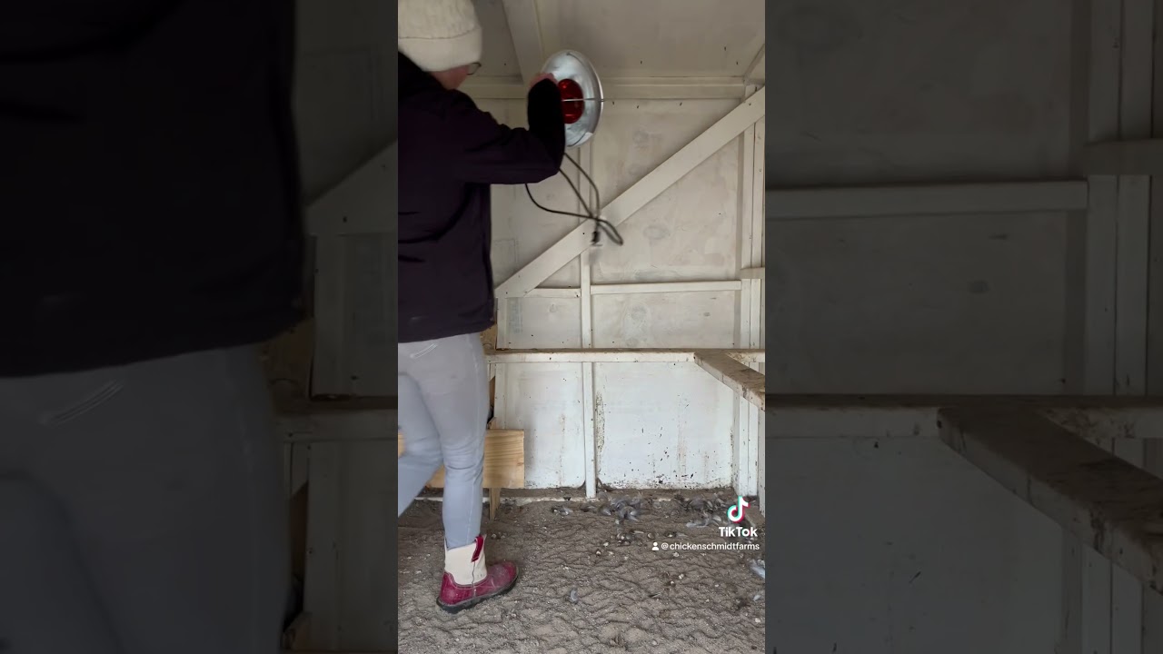 3 ошибки, которых следует избегать этой зимой&hellip; #куры #курица #петух #курыназаднемдворе