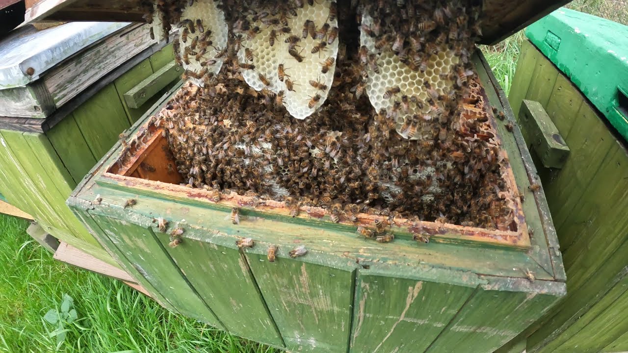 Zaglądam do uli! Czy rodziny z wrzosu trzeba będzie łączyć?