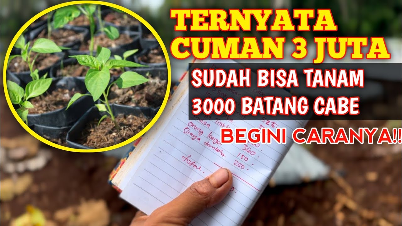 Modal Tanaman Cabe Rawit, Cukup 3 Juta Sudah Bisa Mulai!