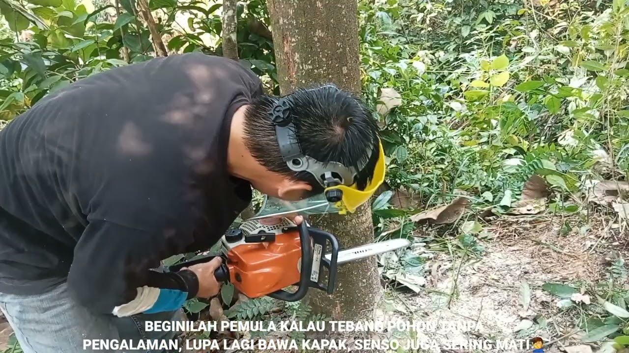 Part 4‼️Menebang Pohon Menggunakan Mesin Chainsaw STIHL MS170 Dikebun.