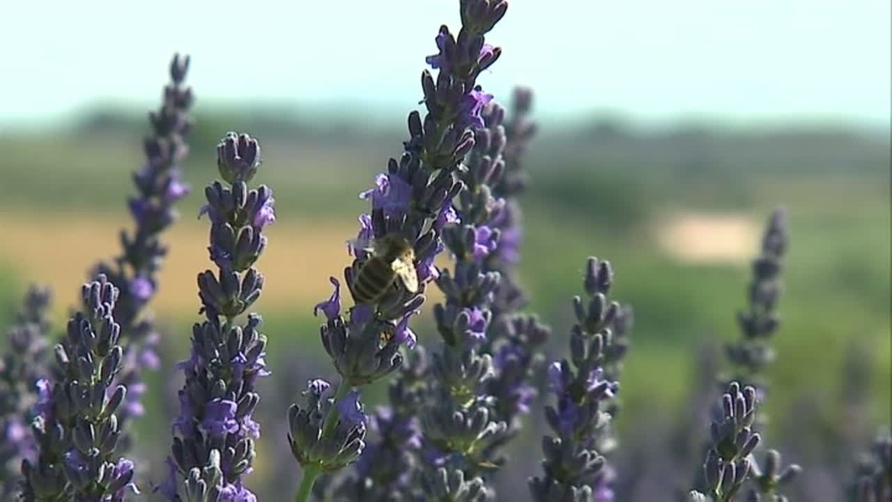 Lavender, the blue gold of France's Provence region
