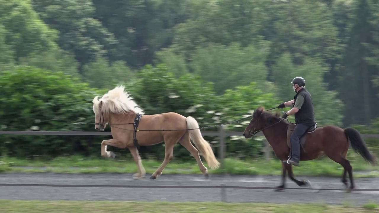 Dagfinnur frá Hvítanesi - ehemaliges Verkaufspferd