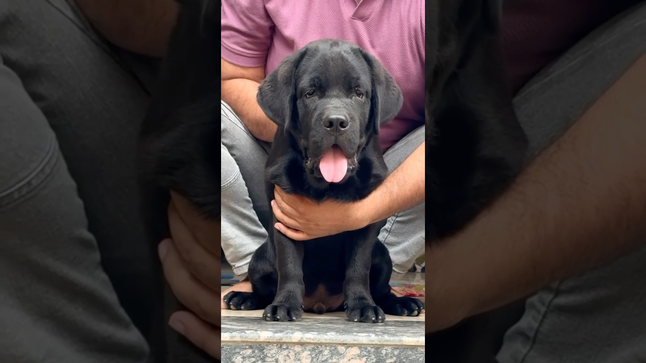 Z Black premium quality labrador puppy 3 month available 8103523701 #lab #labrador #trending