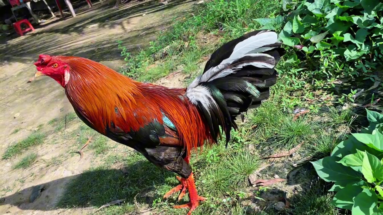 Top 1 most beautiful chicken in the last 3 hours
