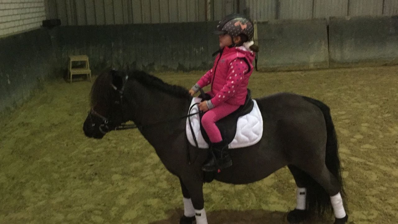 Wat kost een shetlander (pony) per maand