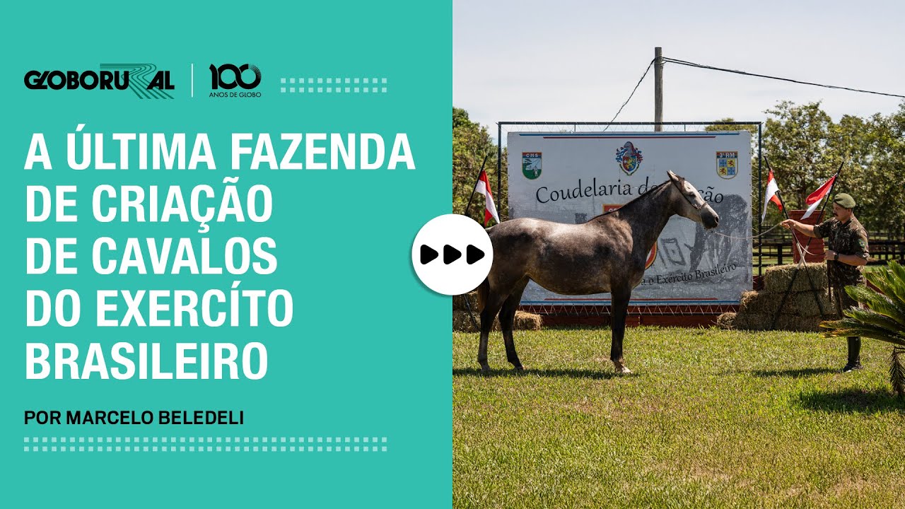 Conheça a Coudelaria de Rincão, onde ficam os cavalos do Exército