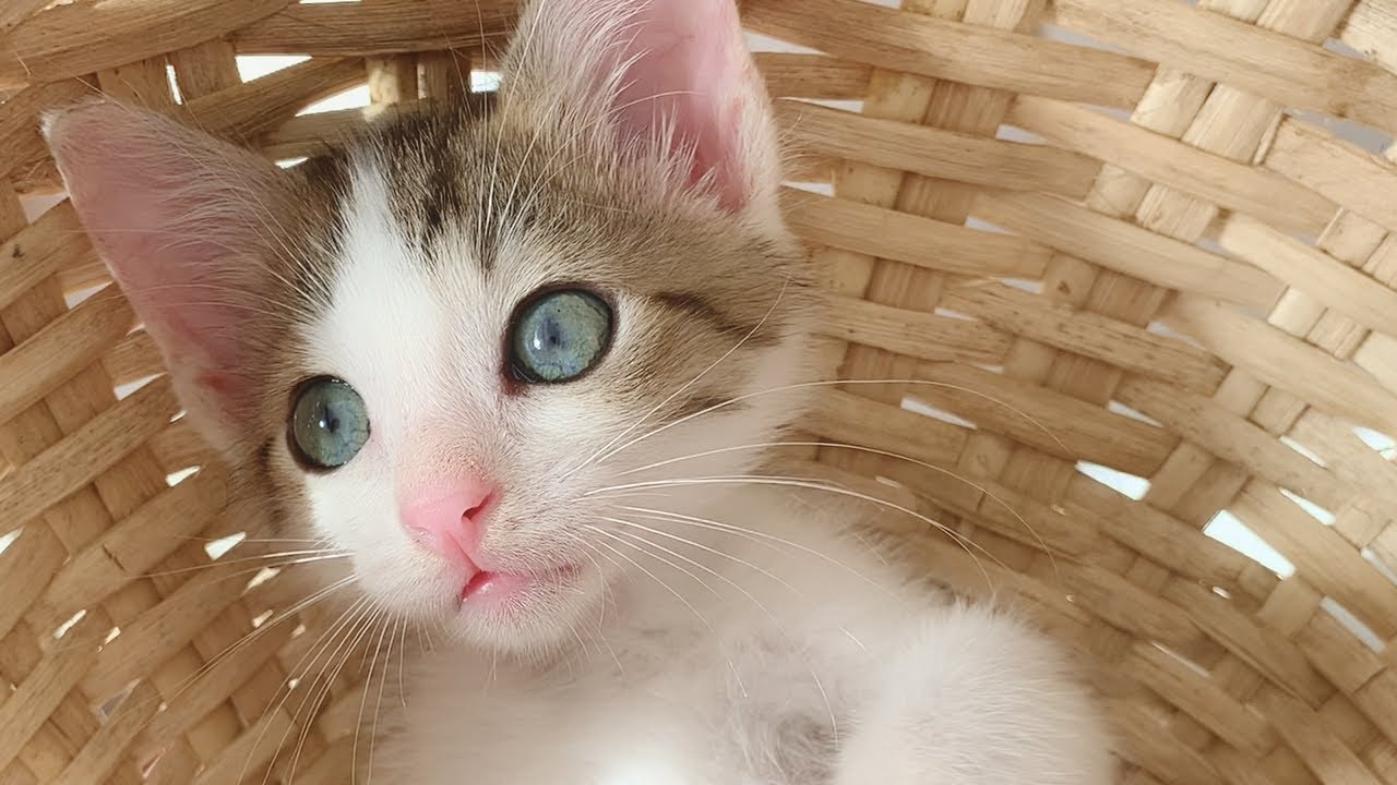 小さな迷子の子猫を救出したら可愛い天使だった。〜第５幕〜