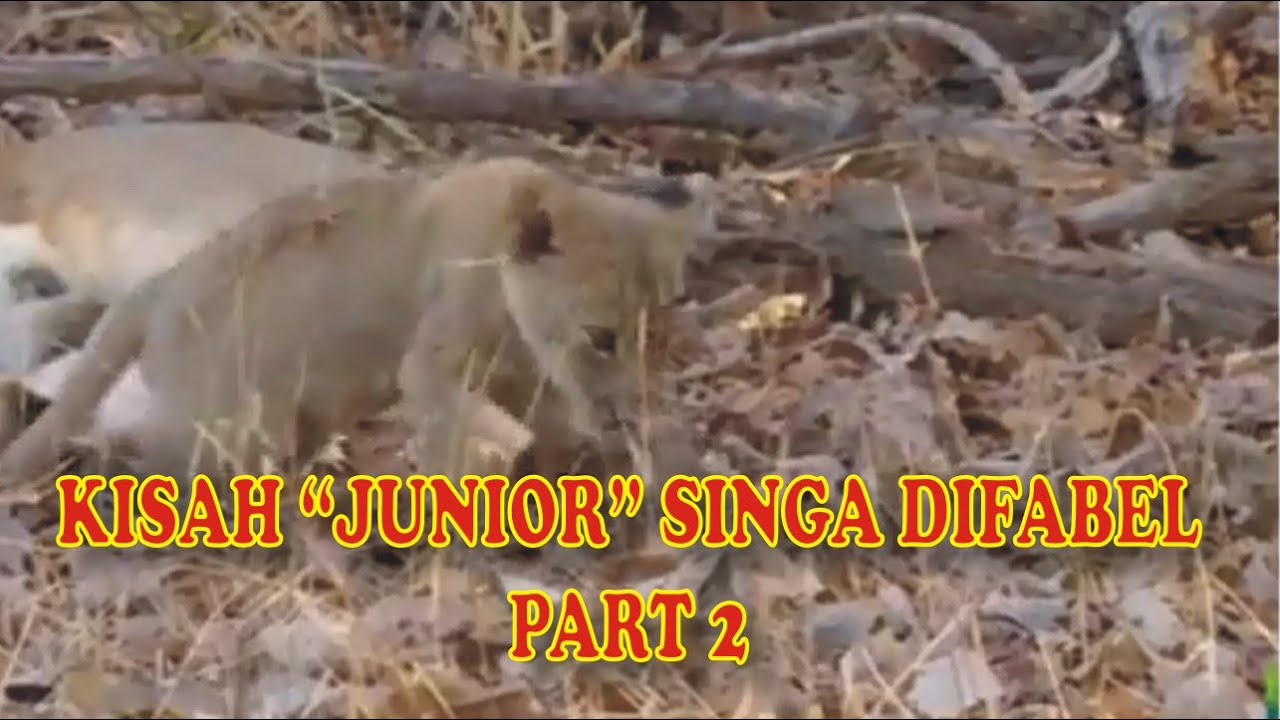 JUNIOR SINGA DIFABEL - BERJUANG AGAR DIAKUI KAWANANNYA - PART 2