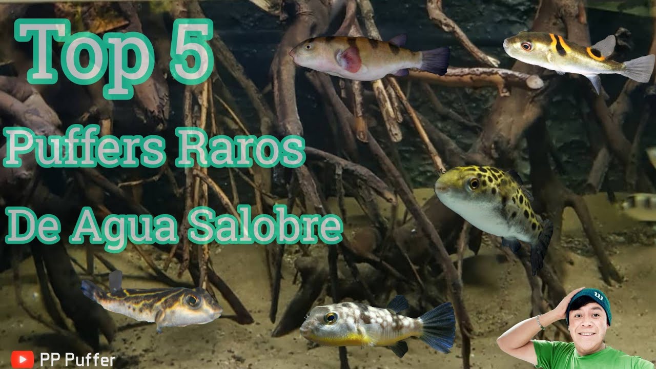 Top 5 Puffers De Agua Salobre Para Tu Acuario