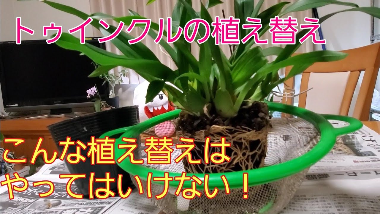 間違いだらけのトゥインクル植え替え