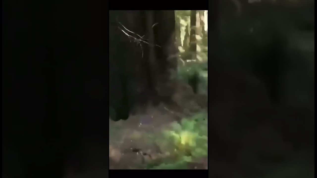 Vietnamese in the trees! 😂 Vietnam War 🇻🇳