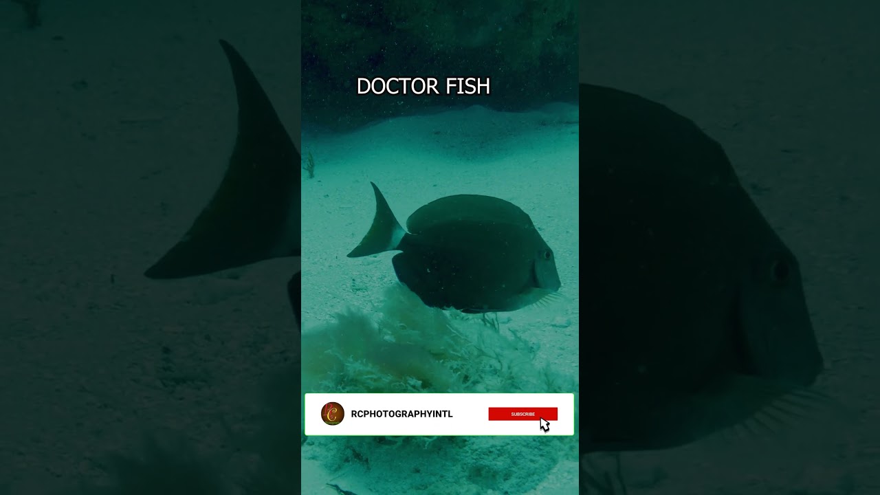 DOCTOR FISH