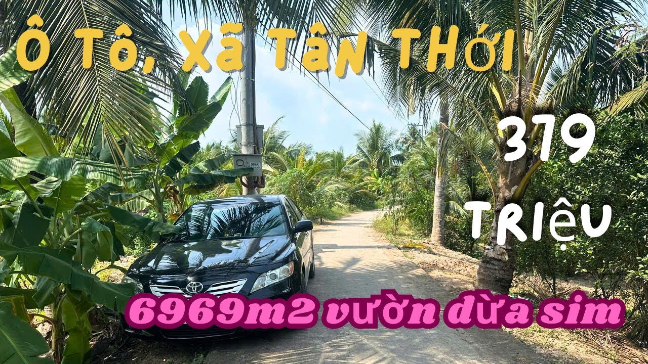 MS1974: Hết đất 2 tỷ 650 triệu, 6969m2 vườn dừa sim xã Tân thới view sông 