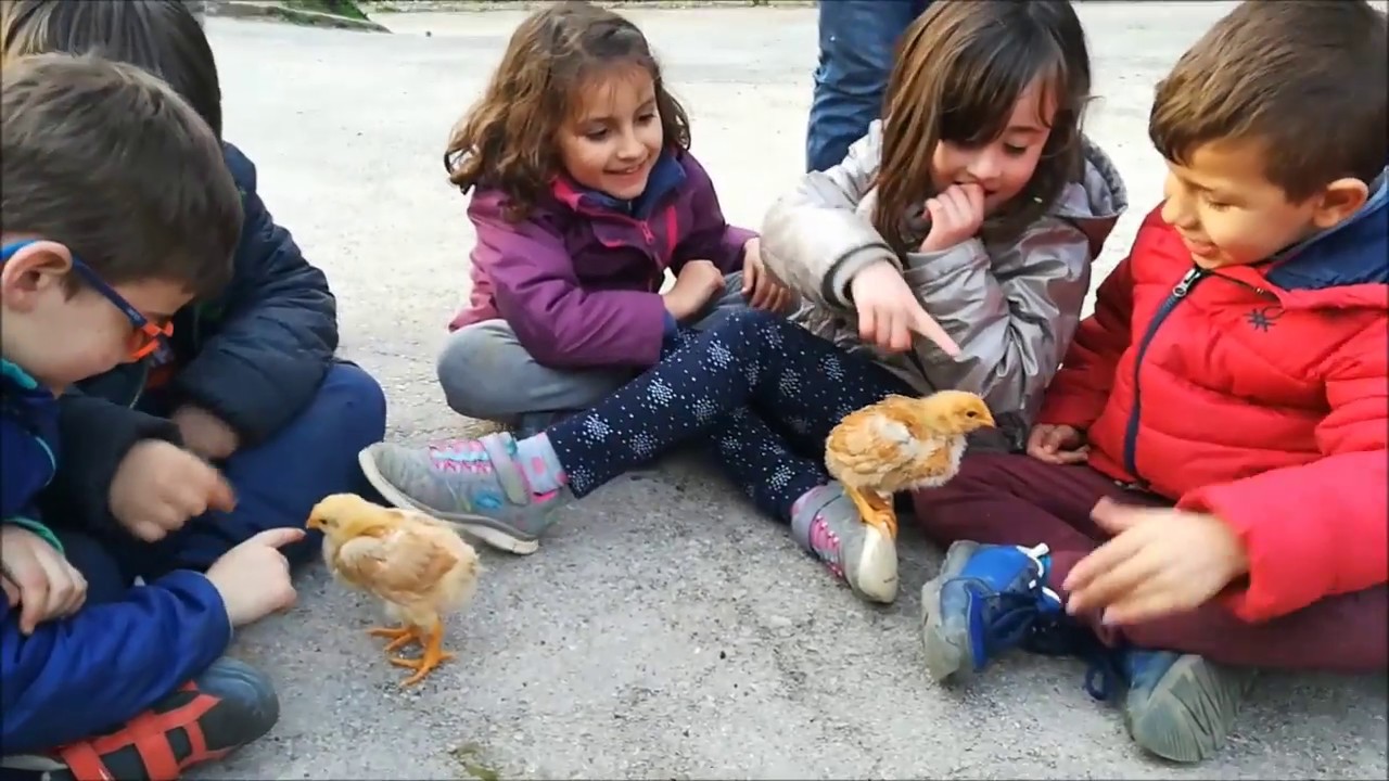 POLLETS i ANEGUETS