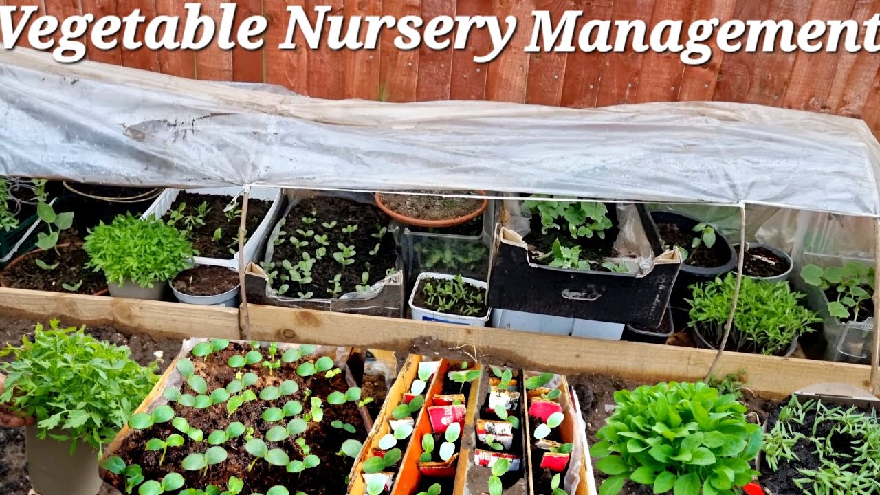 Vegetable Nursery Management: How To Grow Vegetable, Vegetable Seedlings Preparation in April