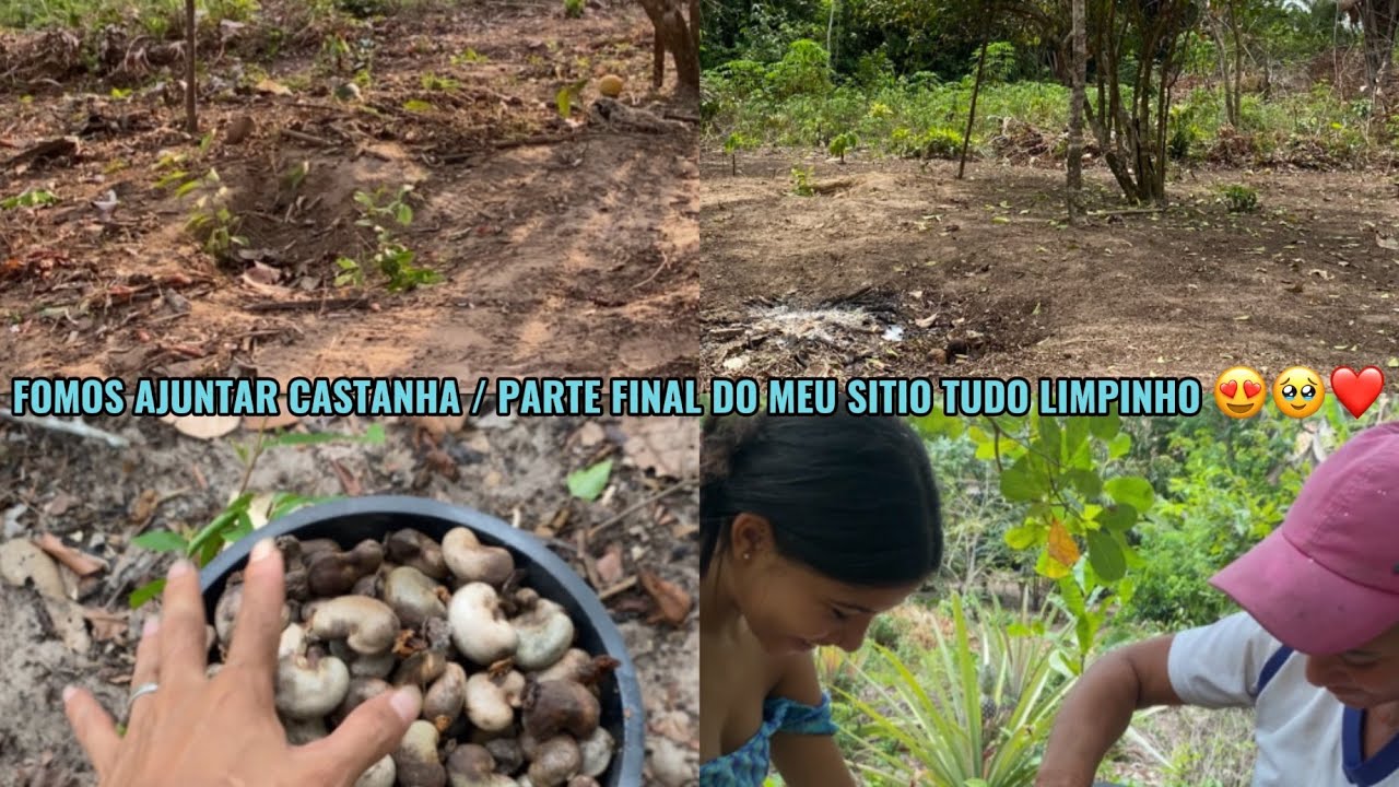 FOMOS A JUNTAR  CASTANHA/ PARTE FINAL DO SÍTIO LIMPINHO😍🥹❤️