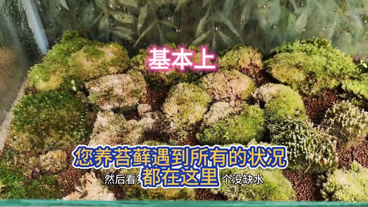 基本上您养苔藓遇到所有的状况都在这里#苔藓 #苔藓微景观 Basically, all the situations you encounter when raising moss are here