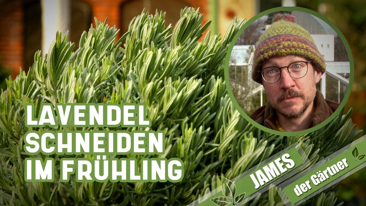 Mit diesem Schnitt bleibt der Lavendel buschig! | James der Gärtner