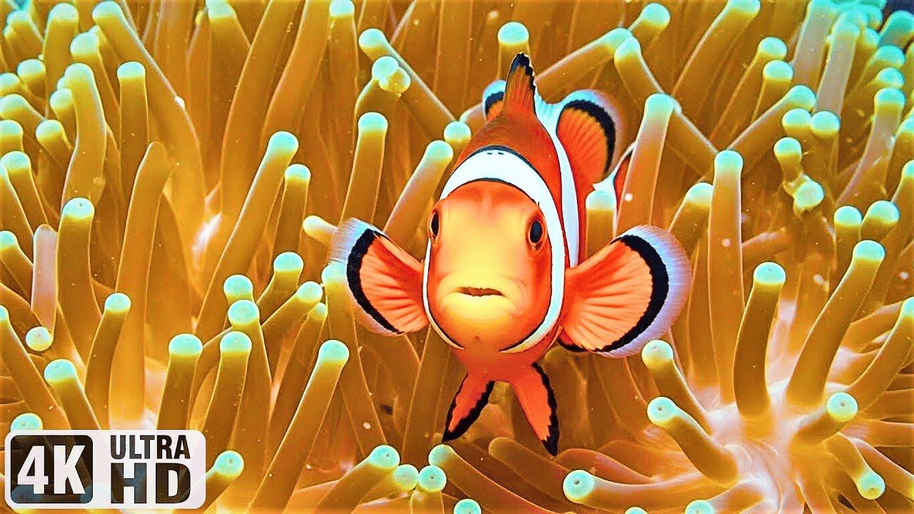 Beautiful Ocean Dreams 4K 🐠 Tropical Fish & Jellyfish – Peaceful Music for Sleep