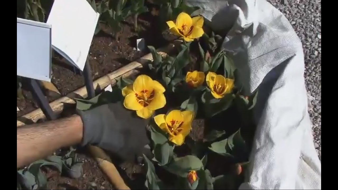 Coltivazione dei bulbi di tulipani