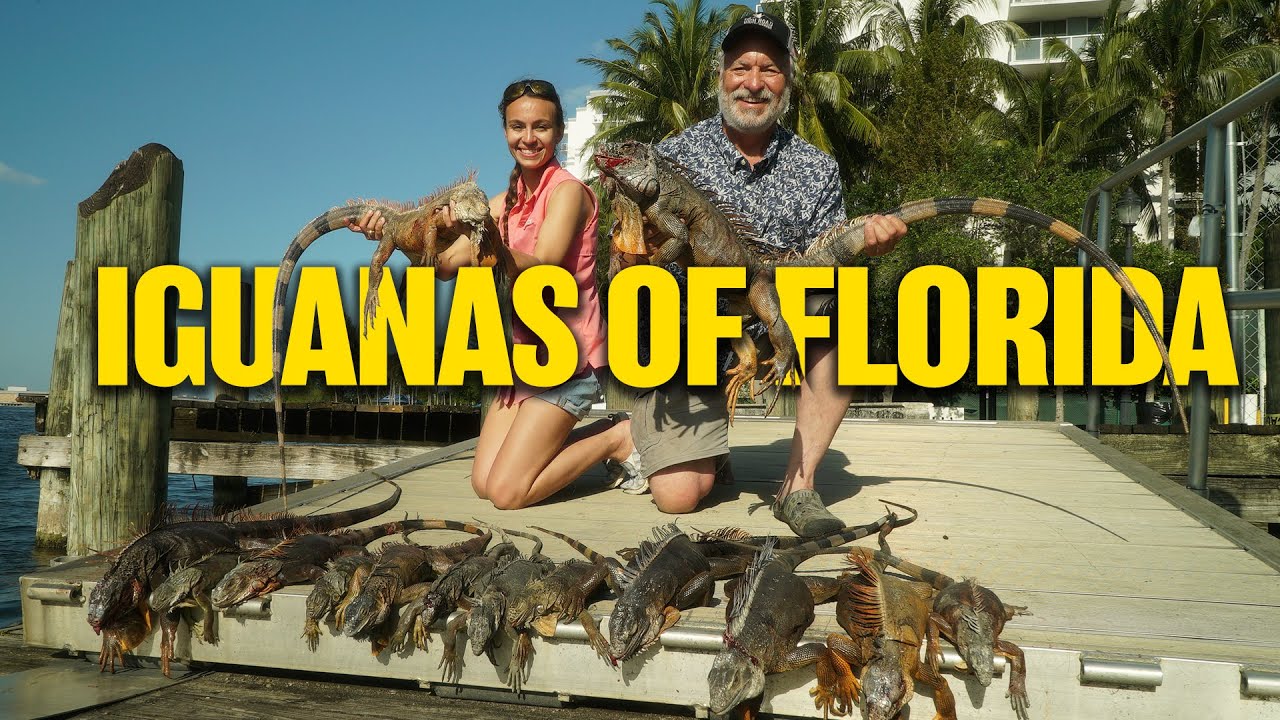 HUNTING DINOSAURS?! | Miami Iguana Hunt