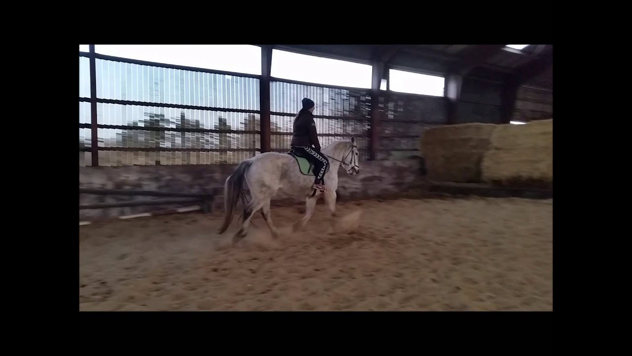hvid hest