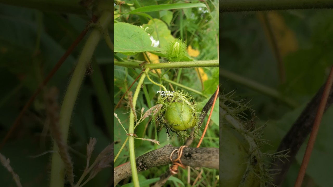 BUAH RAMBUSA ‼️ Passiflora Foetida 