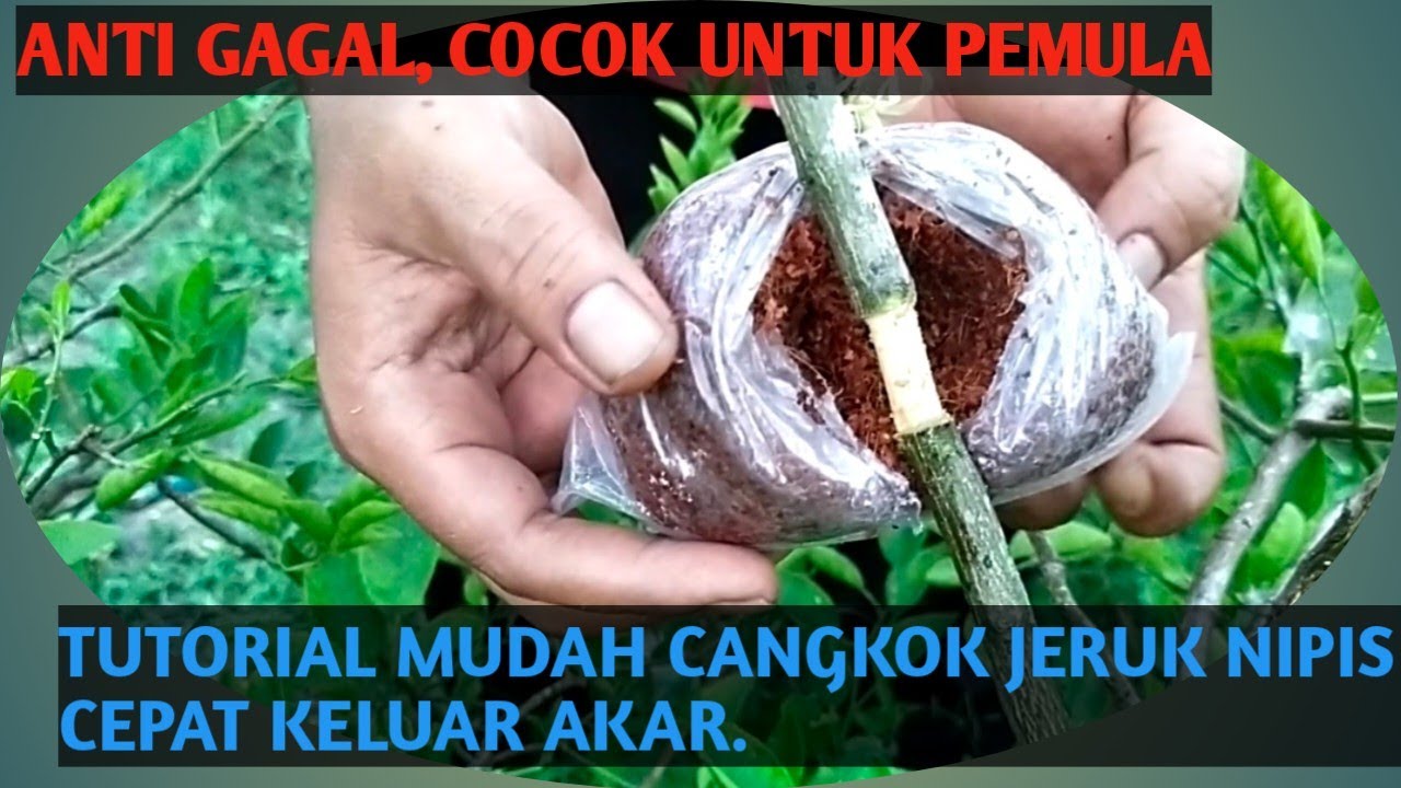 cara cangkok jeruk nipis mudah berakar