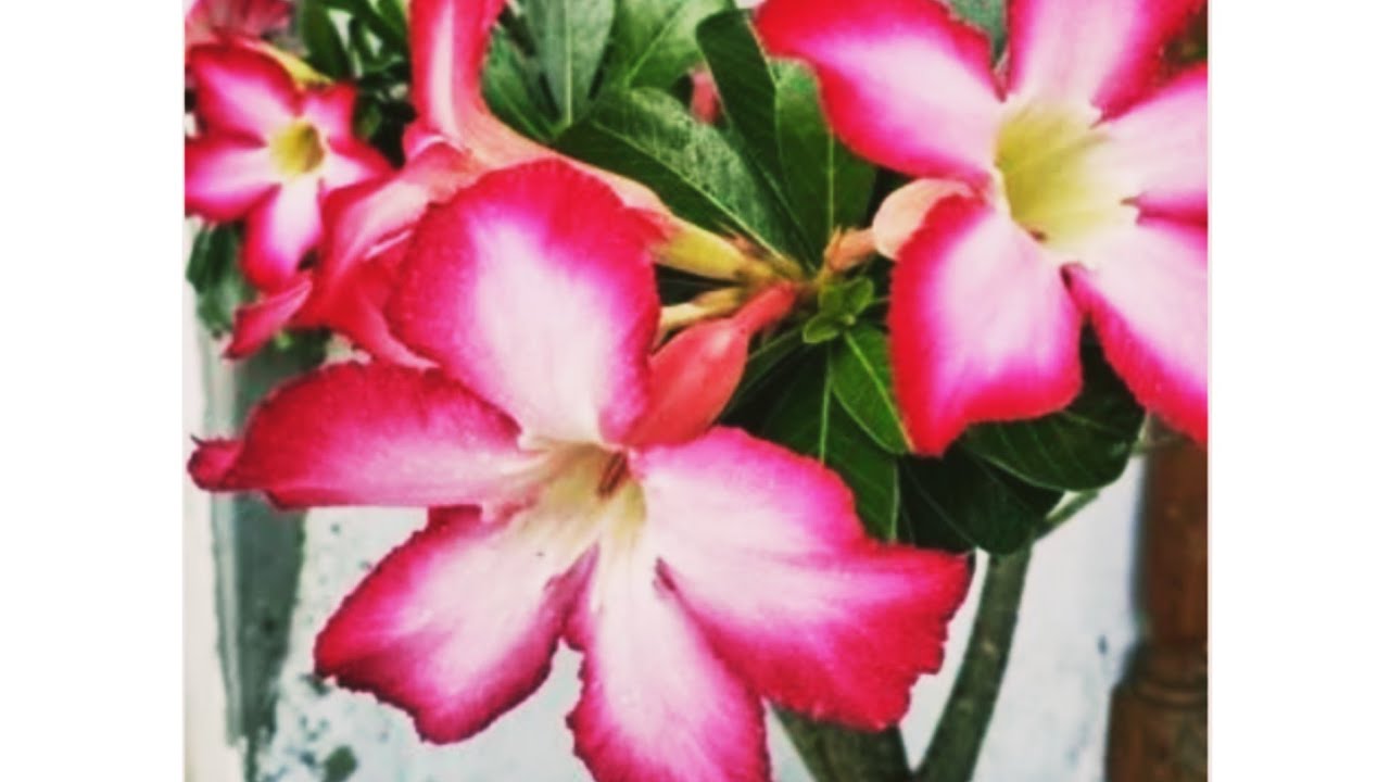 अडेनियम प्लांट में पीले पत्ते होने की समस्या#adenium #plants #viral