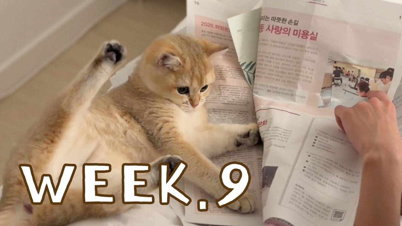 글 읽는 고양이